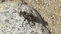 Melectoides triseriatus