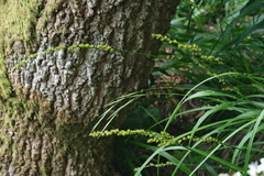 Canary Sedge (Carex canariensis)