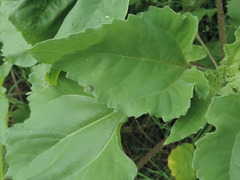 Ophraella notulata