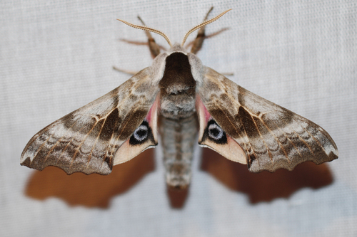 One-eyed Sphinx
