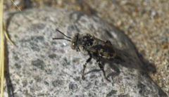 Melectoides triseriatus