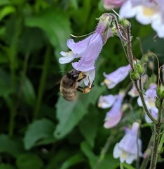 Anthophora villosula