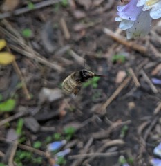 Anthophora villosula