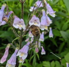 Anthophora villosula