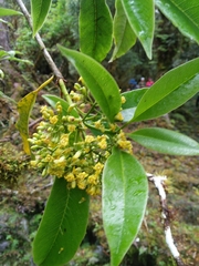 Pittosporum daphniphylloides