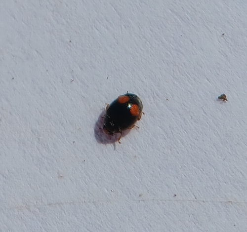 Tiny Lady Beetle photo 4