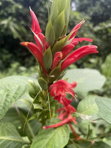 Pachystachys coccinea