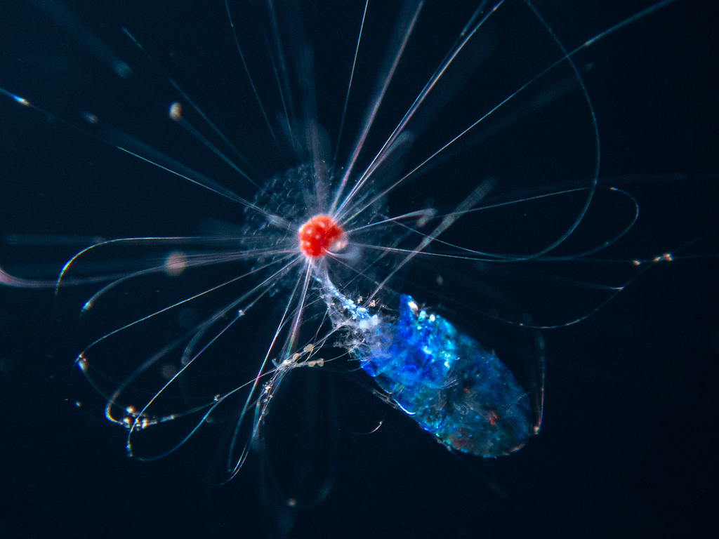 Hastigerina