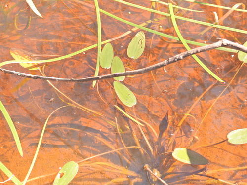 Image of Ottelia ovalifolia by (c) Scott W. Gavins, some rights reserved (CC BY)