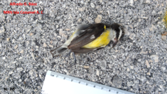 Coereba flaveola caboti