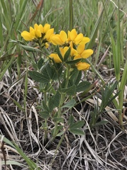 Thermopsis divaricarpa