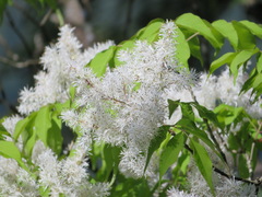 Fraxinus sieboldiana