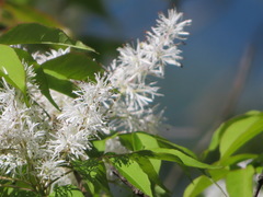 Fraxinus sieboldiana