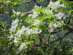 Fraxinus sieboldiana