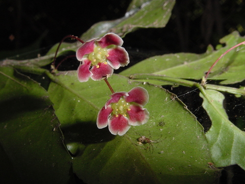 Red-flowered False Silkybark (Marijordaania filiformis)