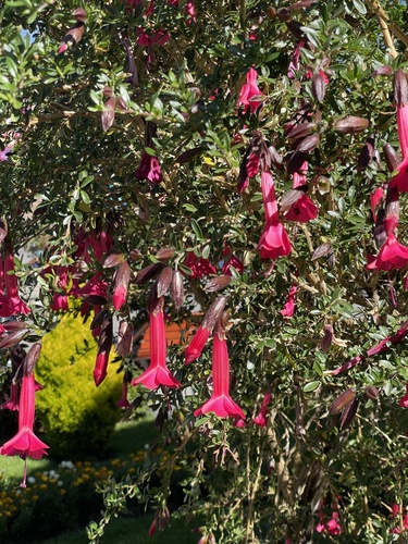 Cantua buxifolia