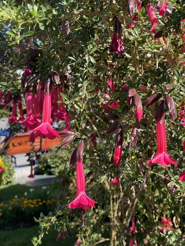 Cantua buxifolia