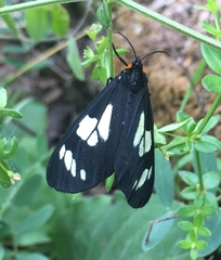 Gnophaela latipennis