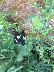 Gnophaela latipennis