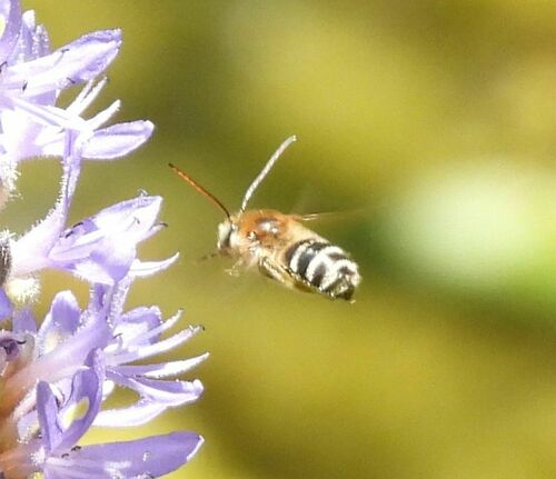 Worthy Longhorn photo 3