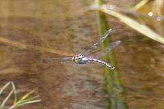 Anax walsinghami