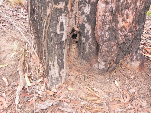 Image of Parsonsia brisbanensis by (c) Scott W. Gavins, some rights reserved (CC BY)