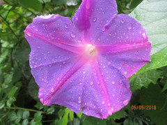 Ipomoea indica