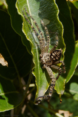 Polybetes rapidus
