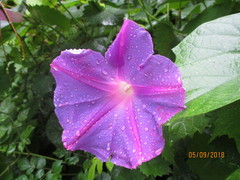 Ipomoea indica