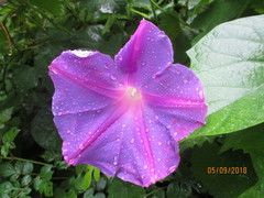 Ipomoea indica