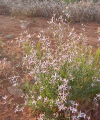 Matthiola longipetala