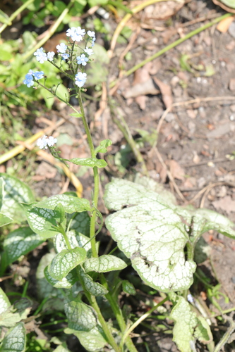Brunnera macrophylla