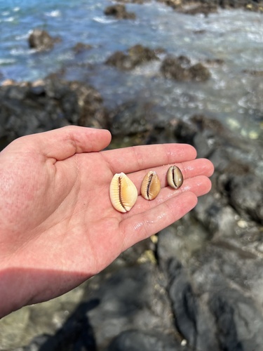 Cypraea helvola observed 2024-03-23