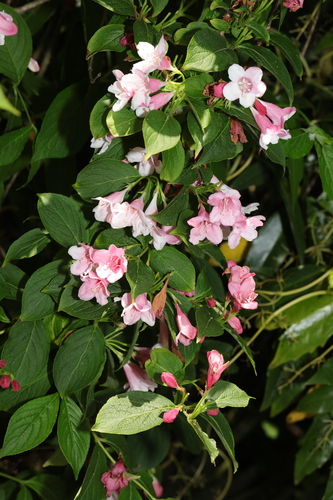 Image of Weigela florida by no rights reserved