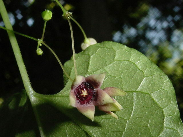 Emplectanthus cordatus