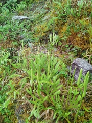Lycopodium japonicum