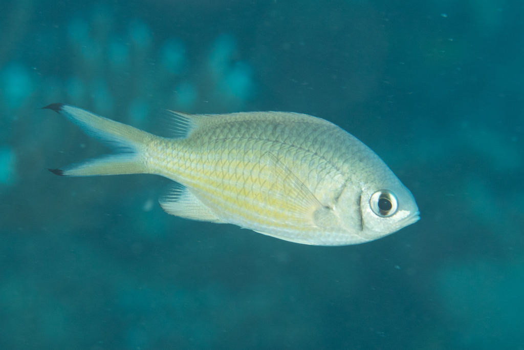 Weber's Chromis