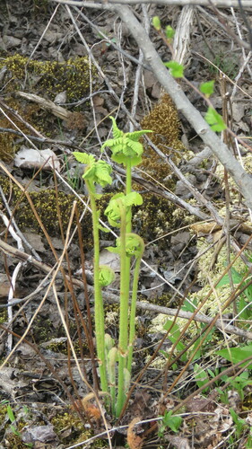 Image of Claytosmunda claytoniana by (c) Barry Cottam, some rights reserved (CC BY)