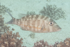Lethrinus obsoletus