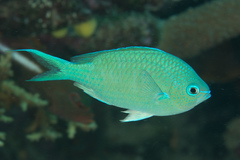 Chromis atripectoralis