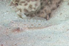 Istigobius rigilius