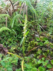 Spiranthes sinensis
