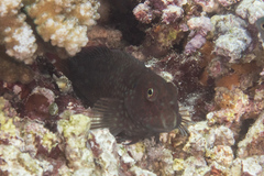 Cirripectes stigmaticus