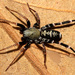 Araña Imitadora de Hormigas Atigrada - Photo (c) David Hill, algunos derechos reservados (CC BY)