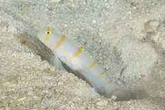 Amblyeleotris randalli