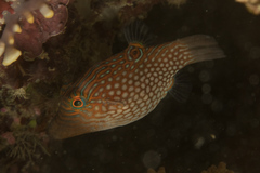 Canthigaster janthinoptera