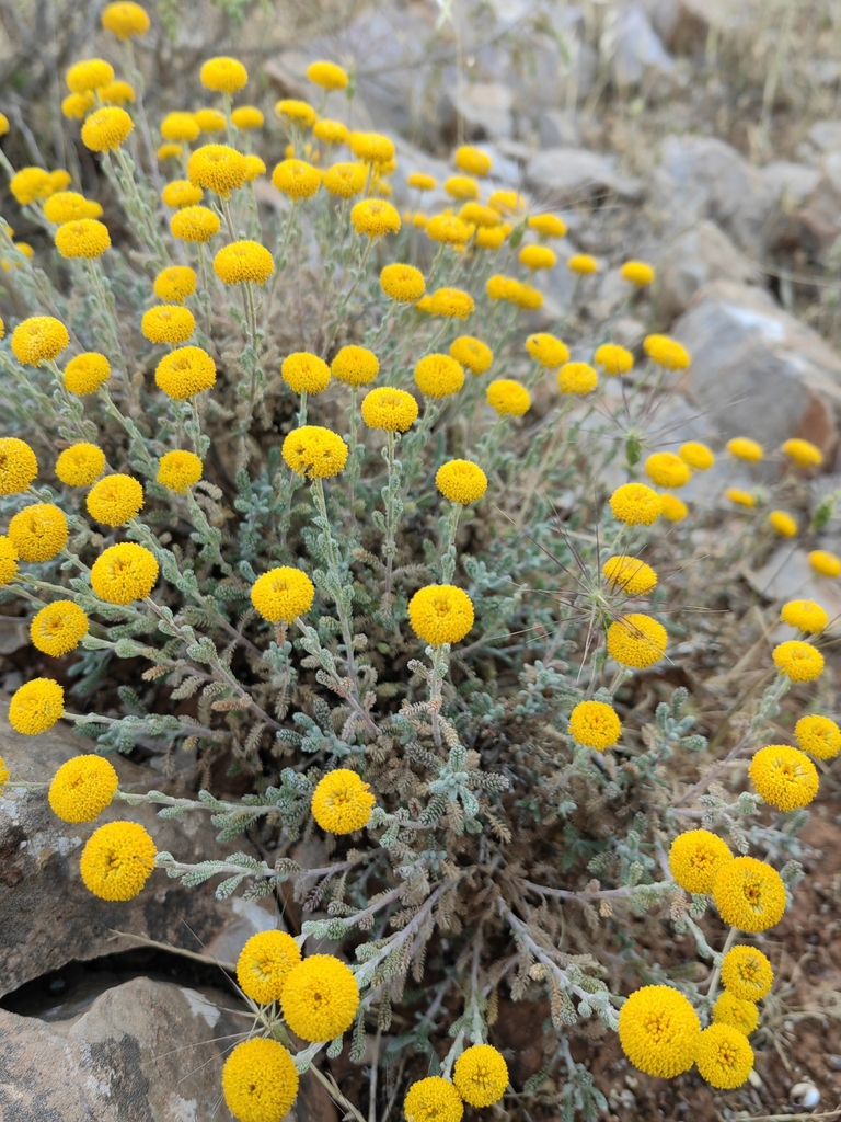 African lavender-cotton
