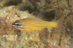 Ostorhinchus properuptus