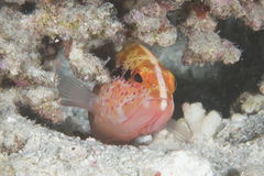 Variola louti