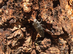 Chalcophora angulicollis